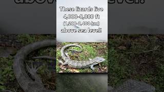 ARBOREAL Alligator Lizard 🐊 Animal Fact Files facts animals wildlife [upl. by Atirres531]