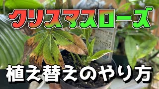 超簡単！！クリスマスローズ植え替えのやり方！ [upl. by Warford]