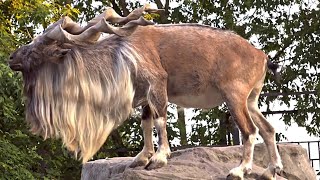 Majestic Markhor Exploring the Enigmatic Screw Horn GoatA2Z Wildlife [upl. by Releyks232]