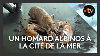 La Cité de la Mer recueille un homard albinos [upl. by Yasmeen]