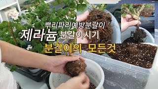 제라늄분갈이시기  분갈이하는이유와 분갈이방법뿌리파리예방분갈이  초보자들쉬운분갈이 [upl. by Aicelav493]