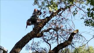 Tiny Oak Removal with the Petzl ZigZag Double Rope Technique [upl. by Norac]