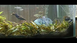 carpintis cichlids are breeding again [upl. by Yeslehc]