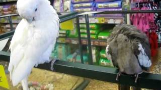 Cockatoo and a Cockatiel [upl. by Jacquelynn]