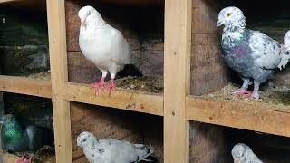 Whispers of the Lovely Pigeons  Birds  Pet Pigeon  Nature with Animals [upl. by Ilahsiav590]