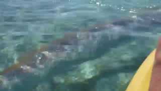 Giant Oarfish Swims Under Kayak [upl. by Anyak268]