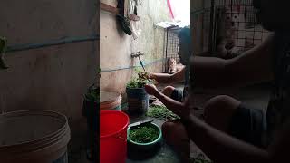 Ang paghimay Ng gulay na pakovagetables shortvideo [upl. by Sarette]