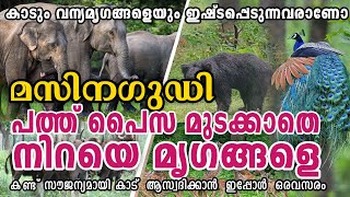 പത്ത് പൈസ മുടക്കാതെ മൃഗങ്ങളെ കണ്ട് കാട് ആസ്വദിക്കാൻ ഒരവസരം  Masinagudi  Masinagudi Ootty road [upl. by Sirmons]