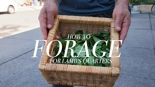 Foraging for Lambs Quarters with Chef Shawn Adler [upl. by Sergo697]