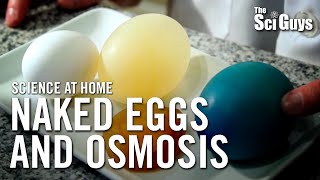 The Sci Guys Science at Home  SE1  EP14 The Naked Egg and Osmosis [upl. by Redna]