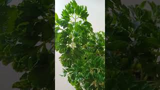 ARALIA PLANT Growth Update amp Experience [upl. by Esertak]