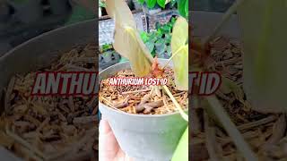 anthurium tanamanhias anthuriumlovers plants [upl. by Hans]