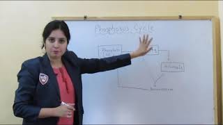 Biogeochemical cycle phosphorous cycle part4 [upl. by Hgielyak]