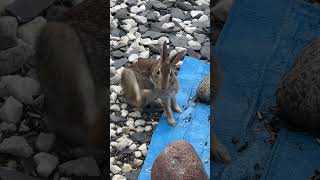 😊 cottontail rabbit 🐰backyardnaturebirds ￼ [upl. by Cecily]