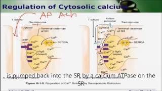 Regulation of cytosolic calcium [upl. by Aloeda]