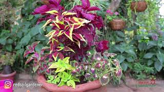 Coleus Scutellarioides  The Coleus plant [upl. by Eniamrahc]