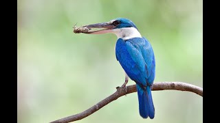 Collared Kingfisher [upl. by Tedda554]