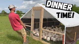 Feeding Over 400 Cornish Cross Chickens [upl. by Rebliw928]