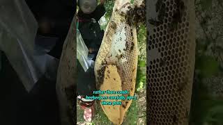 The Art of Harvesting Honey from Stingless Bees shorts [upl. by Jude]