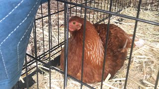 Mareks Disease how it affected my flock [upl. by Adilem]