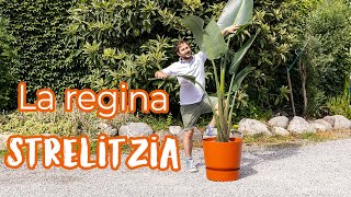 Strelitzia nicolai la regina delle piante dappartamento [upl. by Ailaham811]