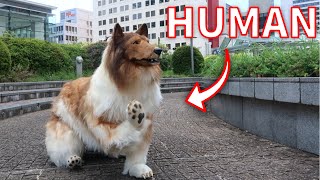 A human turns into a dog I played in a city park in realistic dog costume [upl. by Llednahc]