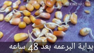 نجاح استنبات ذره صفراء fodder system corn outdoor [upl. by Lallage]