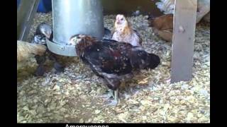 Raising Ameraucana Chickens httpwwwthebackyardchickencoopcom [upl. by Erimahs]