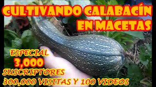 CULTIVO DE CALABACÍN EN MACETA quotPROCESO COMPLETOquot ESPECIAL 3000 SUSCRIPTORES 300000 VISITAS [upl. by Elsinore]