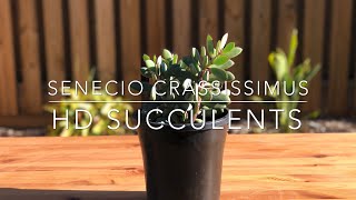 Senecio Crassissimus Vertical Leaf Senecio  HD Succulent Video 4K [upl. by Arand845]