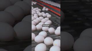 The Truth Behind Eggs in the Market [upl. by Nneb]