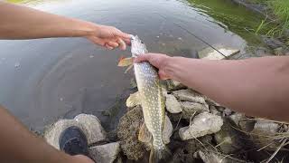 Buzz Bomb Life  Small Stream Pike in Alberta [upl. by Asta803]