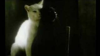 Schwarze Katze Weisser Kater Trailer [upl. by Ruella]