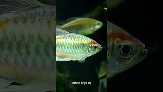 Neon Tetra Facts The Vibrant Gem of the Aquarium [upl. by O'Neil]