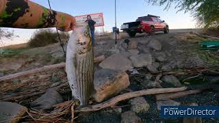 Sherman Island striper bites on FIRE [upl. by Akenat]