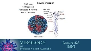 Virology 2014 lecture 25  H5N1 [upl. by Eurydice]