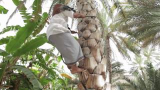 Learn How to Climb a Palm Tree for Dates Misfat Al Abriyeen Oman [upl. by Aretse]