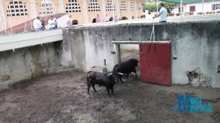 Débarquement toros Juan Pedro Domecq  Madeleine 2017  Mont de Marsan [upl. by Nylecsoj]