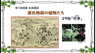 【228話】植物たちの「源氏物語」／29帖 行幸／アカネは恋の色【寄り道・脱線 生薬雑話】 [upl. by Yenitsed]