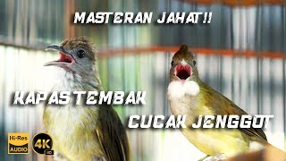 MASTERAN KAPAS TEMBAK VS CUCAK JENGGOT  BIRD OF INDONESIA [upl. by Yseult]