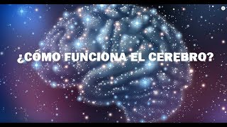 ¿Qué es el CEREBRO y cómo funciona Anatomía partes lóbulos y funciones️‍🔥 [upl. by Ahsem]