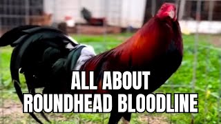 All About Roundhead Gamefowl Bloodline [upl. by Enirehs]