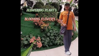 BEAUTIFUL FLOWERING PLANTSBLOOMING FLOWERSlenlineofwvlog0601 [upl. by Adalai496]