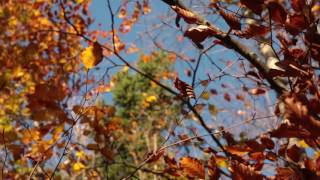 Wind Sounds 1 Hour  Wind Blowing Through Autumn Forest [upl. by Clapp]