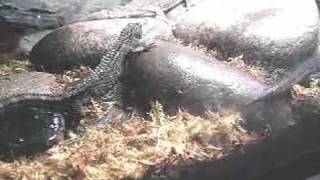 PHILIPPINE CROCODILE LIZARD SKINK [upl. by Nimref]