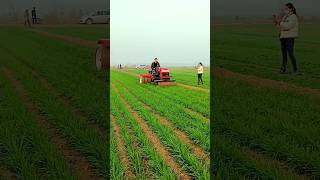 This method leads to higher yield of wheat shorts youtubeshorts modernfarmer cropmanagement [upl. by Analat645]