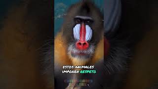 ¡El Monstruo de la Selva 🦍😱 Los Mandriles y Su Asombrosa Fuerza Oculta [upl. by Orianna]