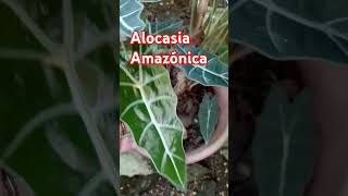 Alocasia Amazónica plantas jardin Vidaplantas1 [upl. by Anak]