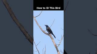 Common Grackle identification example [upl. by Marteena75]