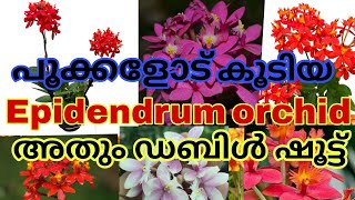 Epidendrum Orchid വാങ്ങാൻ സുവർണാവസരം 🥰😱💥 [upl. by Sawyere259]